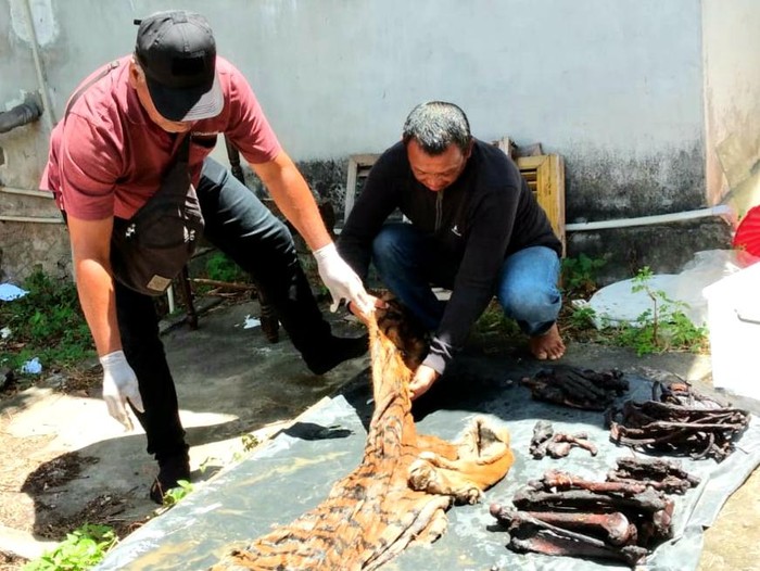 Barang bukti kulit harimau yang disita petugas.