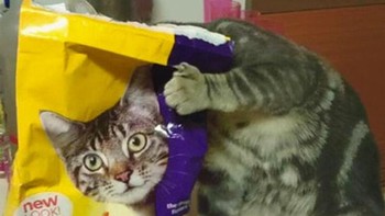 Bukan kepala kucing yang sebenarnya. Dok. Brightside