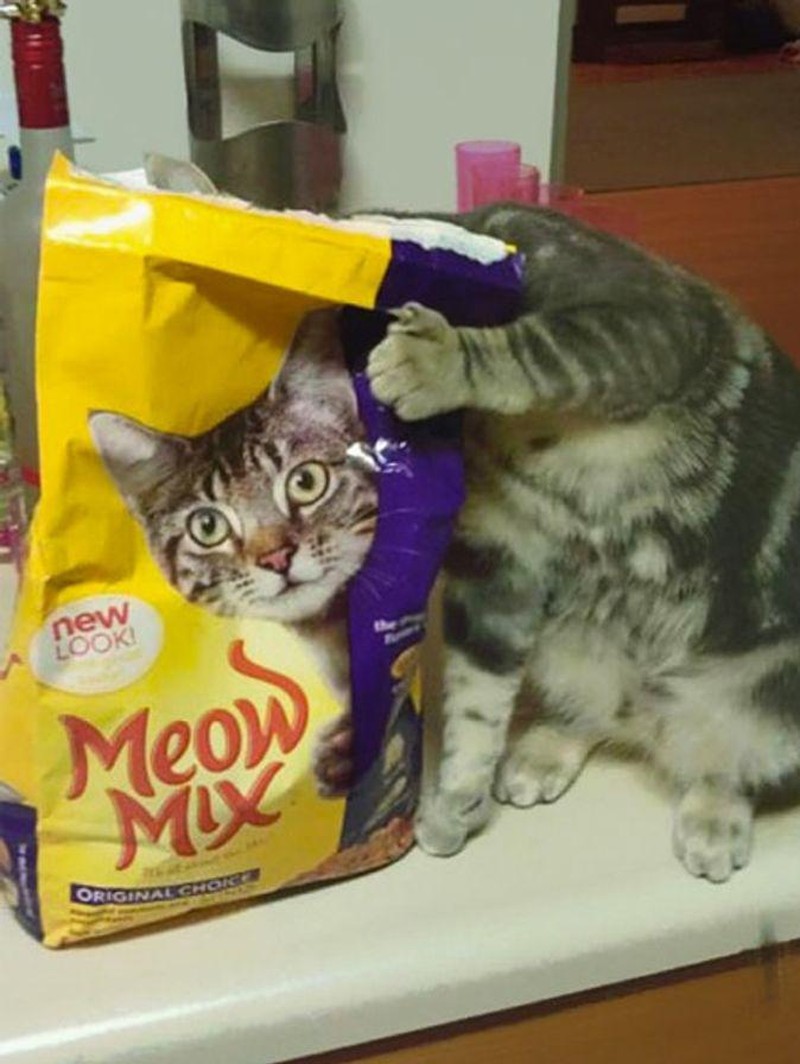 Deretan Foto yang Mengecoh Mata, Lihatnya Harus Fokus