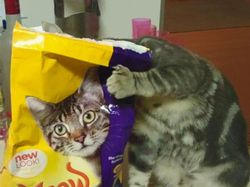 Awas! Deretan Foto Ini Mengecoh Mata, Lihatnya Harus Fokus