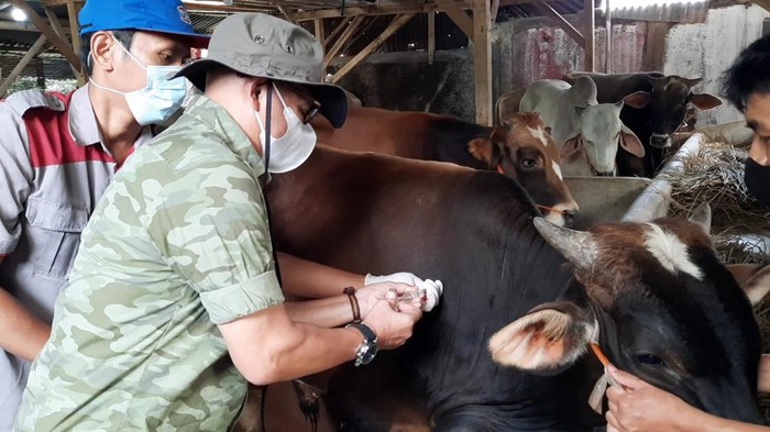 Dokter hewan saat melakukan pemeriksaan sapi di Sukabumi.