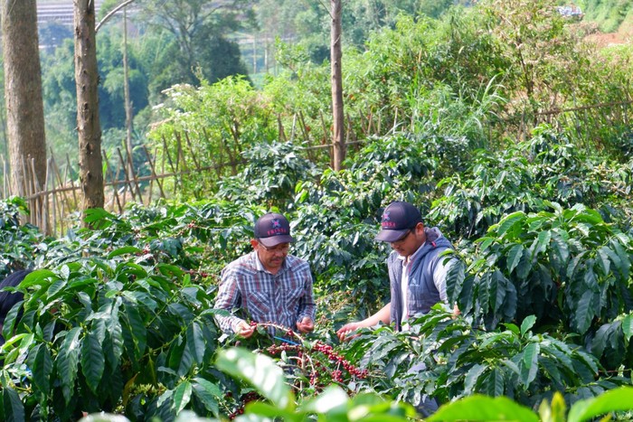 Fikri Raihan dan Wildan Mustofa, ayah-anak lulusan IPB University pebisnis ekspor kopi.