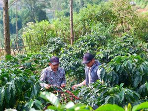 Cerita Alumnus IPB University Tembus Pasar Internasional Kopi