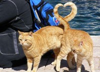 fotoinet Momen Kuucing Lucu Karena Timing Foto yang Tepat