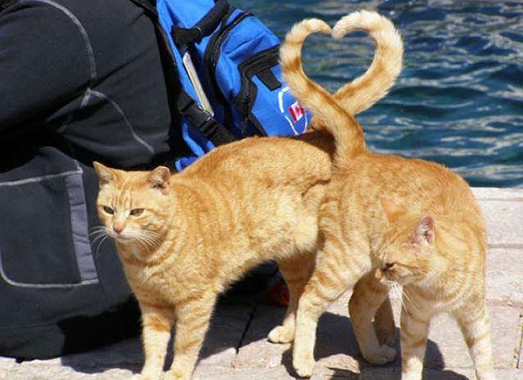 fotoinet Momen Kuucing Lucu Karena Timing Foto yang Tepat