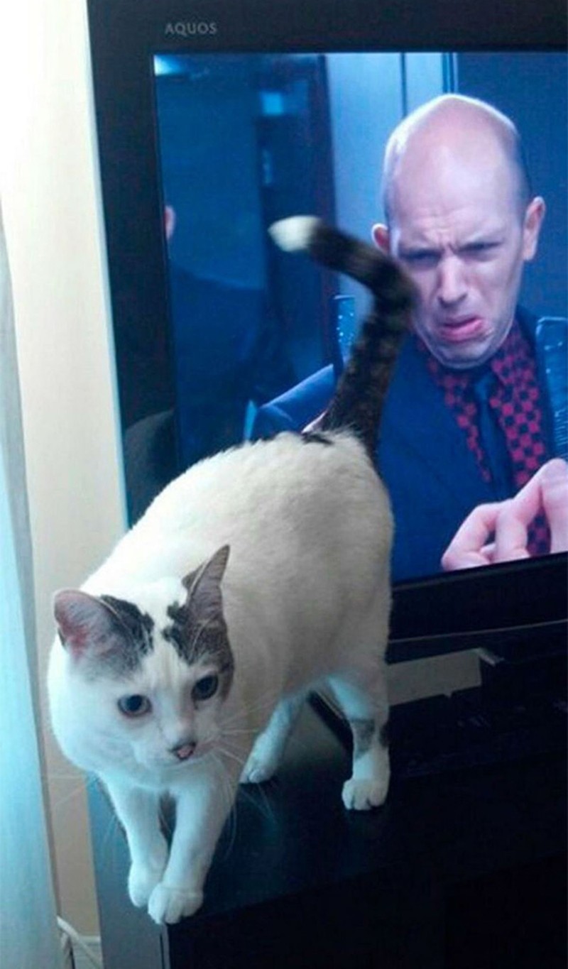 fotoinet Momen Kuucing Lucu Karena Timing Foto yang Tepat