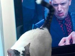 Momen Tingkah Kocak Kucing Karena Timing Foto yang Tepat