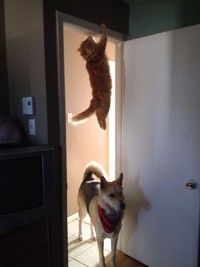 fotoinet Momen Kuucing Lucu Karena Timing Foto yang Tepat