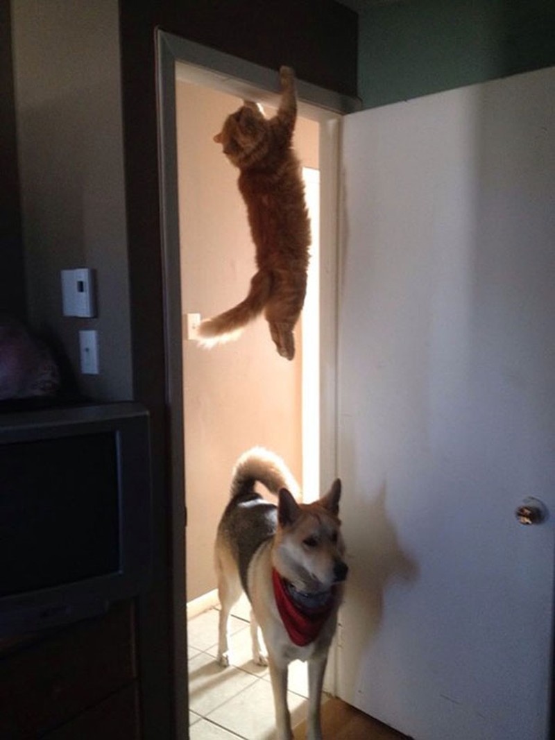 fotoinet Momen Kuucing Lucu Karena Timing Foto yang Tepat
