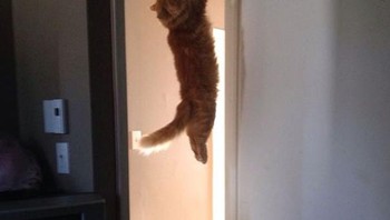Duh, jangan sampai ketahuan nih. Foto: Boredpanda