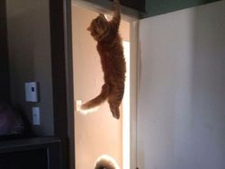 Momen Tingkah Kocak Kucing Karena Timing Foto yang Tepat