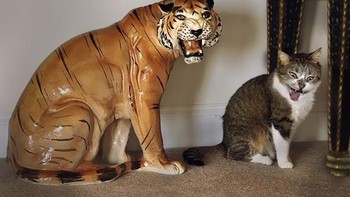 Si kucing ketika niruin muka garang harimau. Foto: Boredpanda