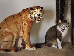 Momen Tingkah Kocak Kucing Karena Timing Foto yang Tepat