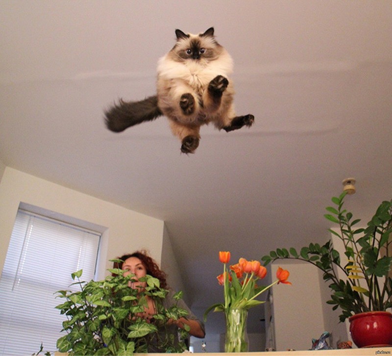 fotoinet Momen Kuucing Lucu Karena Timing Foto yang Tepat
