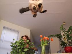 Momen Tingkah Kocak Kucing Karena Timing Foto yang Tepat