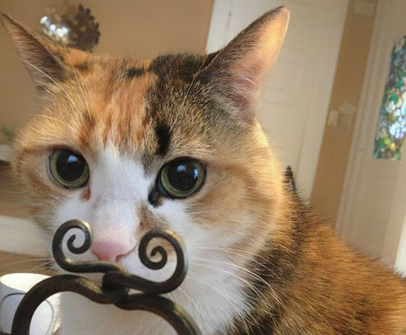 fotoinet Momen Kuucing Lucu Karena Timing Foto yang Tepat