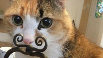 Tebak ini kumis asli atau tidak? Foto: Boredpanda
