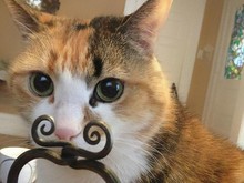 Momen Tingkah Kocak Kucing Karena Timing Foto yang Tepat