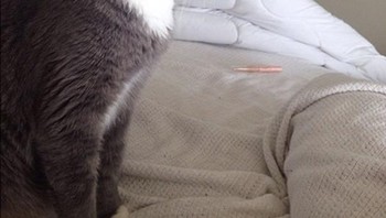 Kekuatan super rahasia si kucing yang bisa mengeluarkan sinar pelangi dari kupingnya. Foto: Boredpanda