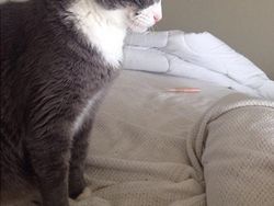 Momen Tingkah Kocak Kucing Karena Timing Foto yang Tepat