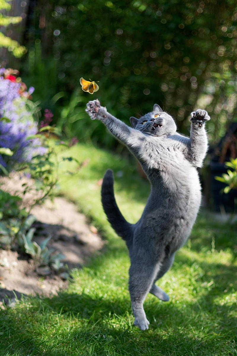fotoinet Momen Kuucing Lucu Karena Timing Foto yang Tepat