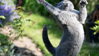 Tangkap kupu-kupu sambil menari. Foto: Boredpanda