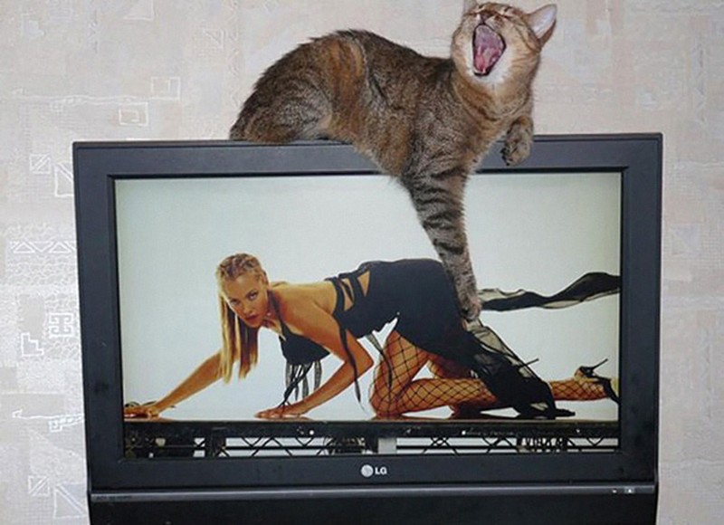 fotoinet Momen Kuucing Lucu Karena Timing Foto yang Tepat