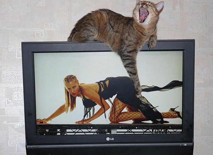 fotoinet Momen Kuucing Lucu Karena Timing Foto yang Tepat fotoinet Momen Kuucing Lucu Karena Timing Foto yang Tepat