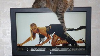Ups, nakal yaa kucing tangannya.  Foto: Boredpanda