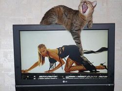 Momen Tingkah Kocak Kucing Karena Timing Foto yang Tepat