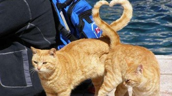 Foto yang sempurna kedua ekor kucing yang berwujud gambar love. Foto: Boredpanda