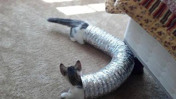 Hiii badan kucingnya panjang sekali. Foto: Boredpanda
