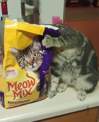 fotoinet Momen Kuucing Lucu Karena Timing Foto yang Tepat