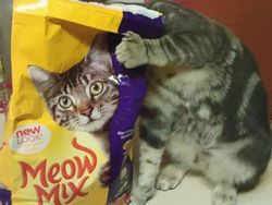 Momen Tingkah Kocak Kucing Karena Timing Foto yang Tepat