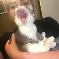 fotoinet Momen Kuucing Lucu Karena Timing Foto yang Tepat