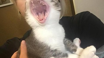 Perpaduan wajah manusia dan si kucing yang pas. Foto: Boredpanda