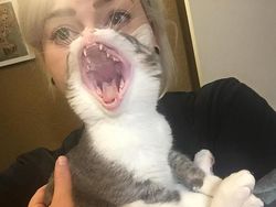 Momen Tingkah Kocak Kucing Karena Timing Foto yang Tepat