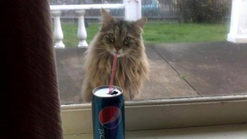 Enak cing minumannya? Foto: Boredpanda