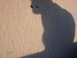 Momen Tingkah Kocak Kucing Karena Timing Foto yang Tepat