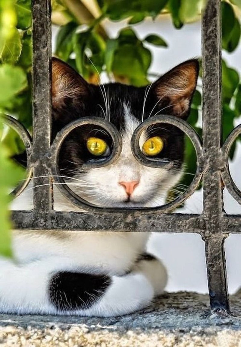 fotoinet Momen Kuucing Lucu Karena Timing Foto yang Tepat