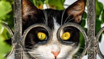 Aku sedang mengawasimu Foto: Boredpanda