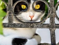 Momen Tingkah Kocak Kucing Karena Timing Foto yang Tepat