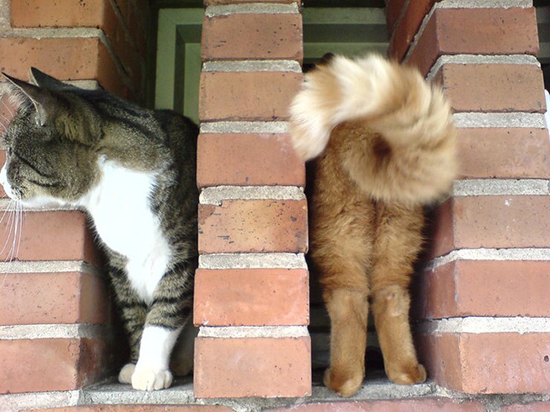 fotoinet Momen Kuucing Lucu Karena Timing Foto yang Tepat