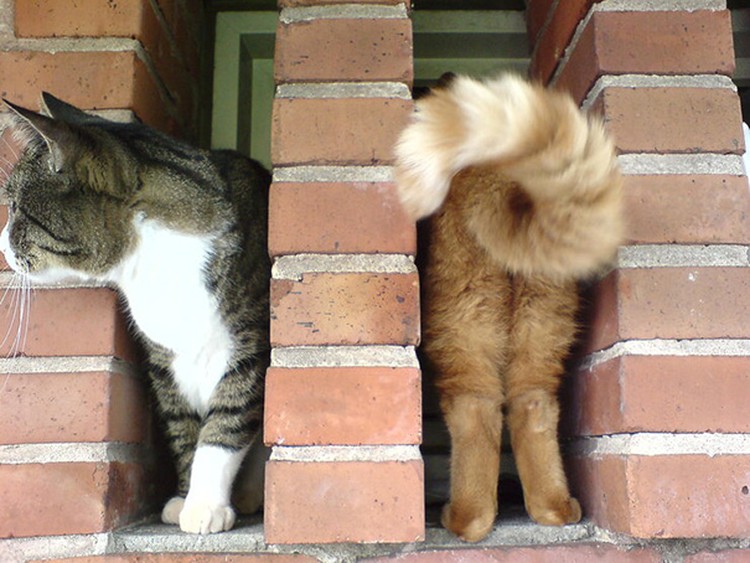 fotoinet Momen Kuucing Lucu Karena Timing Foto yang Tepat fotoinet Momen Kuucing Lucu Karena Timing Foto yang Tepat