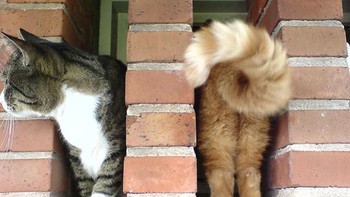 Kucingnya punya dua warna berbeda? Foto: Boredpanda