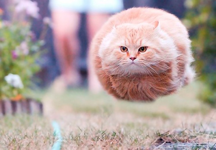 fotoinet Momen Kuucing Lucu Karena Timing Foto yang Tepat