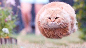 Bola bulu hidup terbang. Foto: Boredpanda