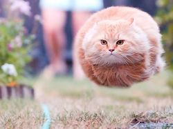 Momen Tingkah Kocak Kucing Karena Timing Foto yang Tepat