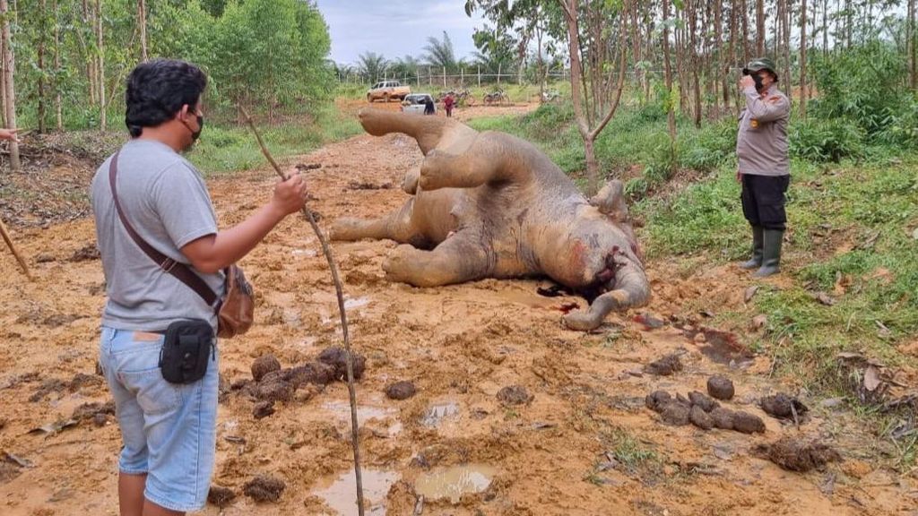 Gajah Hamil Ditemukan Mati di Bengkalis, Polisi Duga Diracun