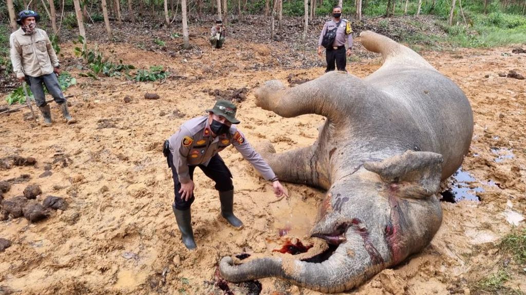 Viral Gajah Hamil Ditemukan Mati di Bengkalis, Polisi Duga Diracun